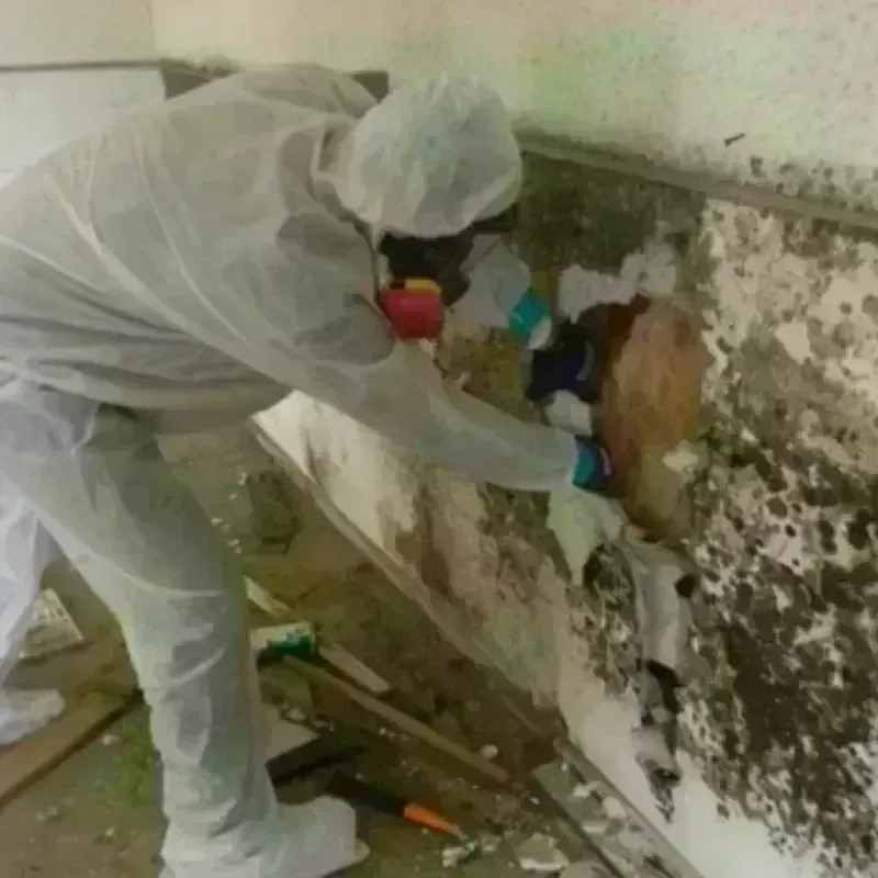 Mold Remediation and Removal in Sharkey County, MS